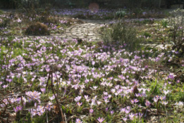 Crocus tommasinianus 'Barr's Purple' bestellen